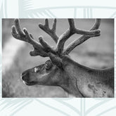 Dalmore - Photographic Print - Amy Davidson